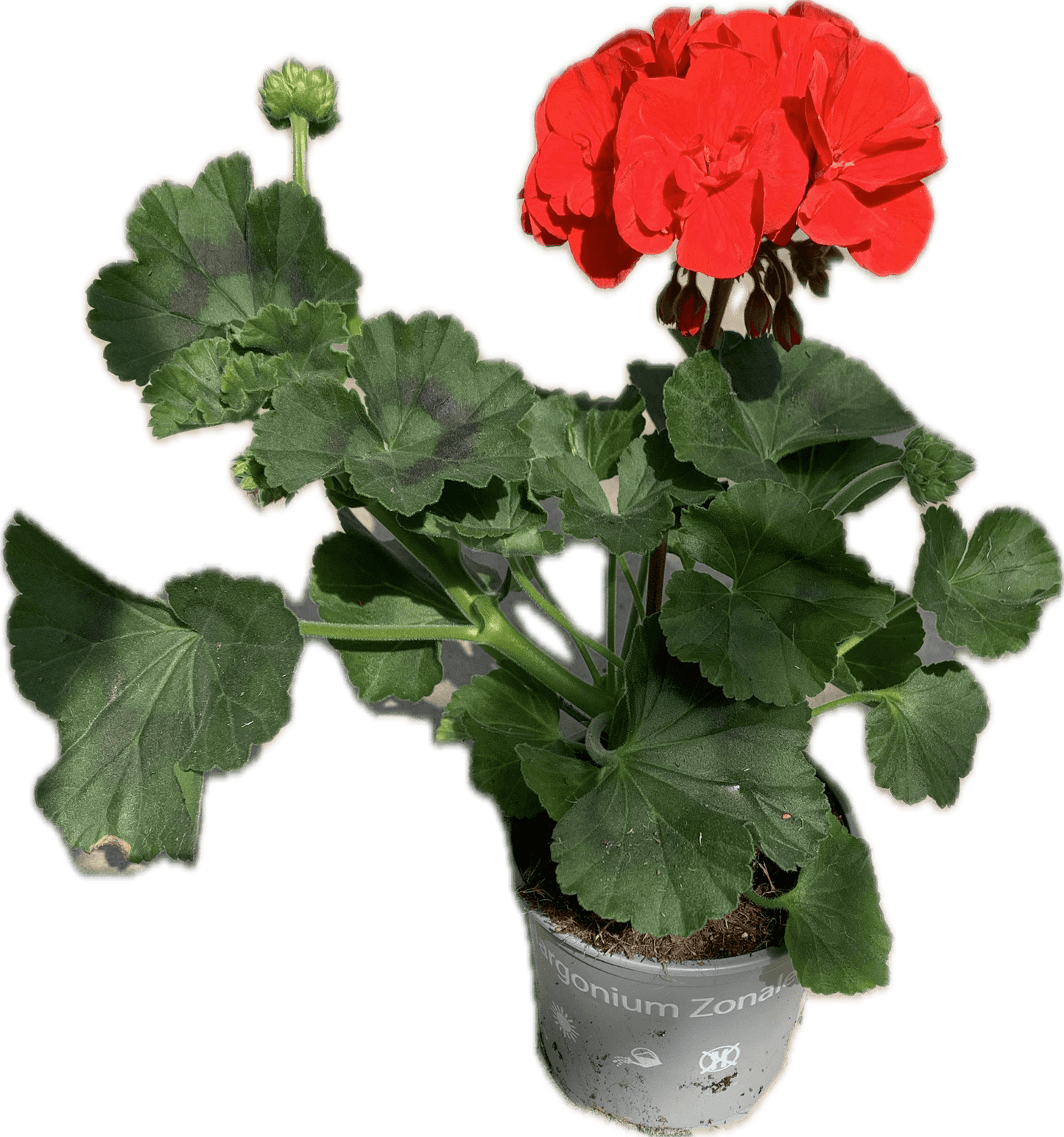 Per 5 stuks Geraniums (zonale) Dark Red potmaat 11cm