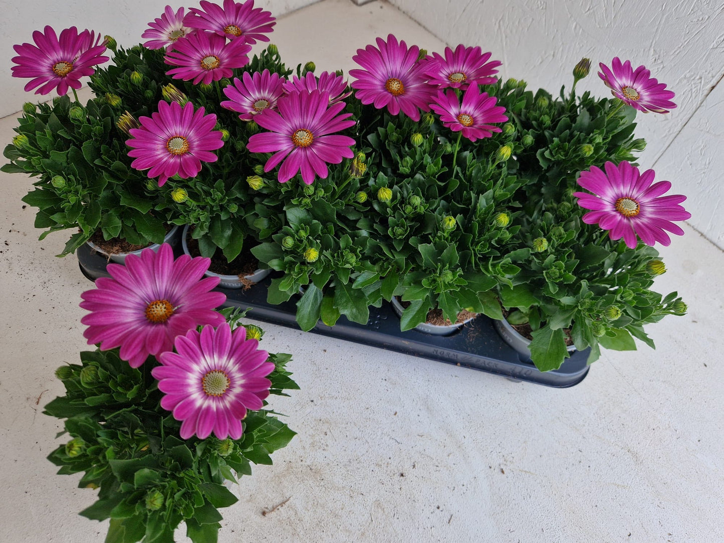 Per 5 stuks Osteospermum of Spaanse margriet roze (potmaat 10.5)