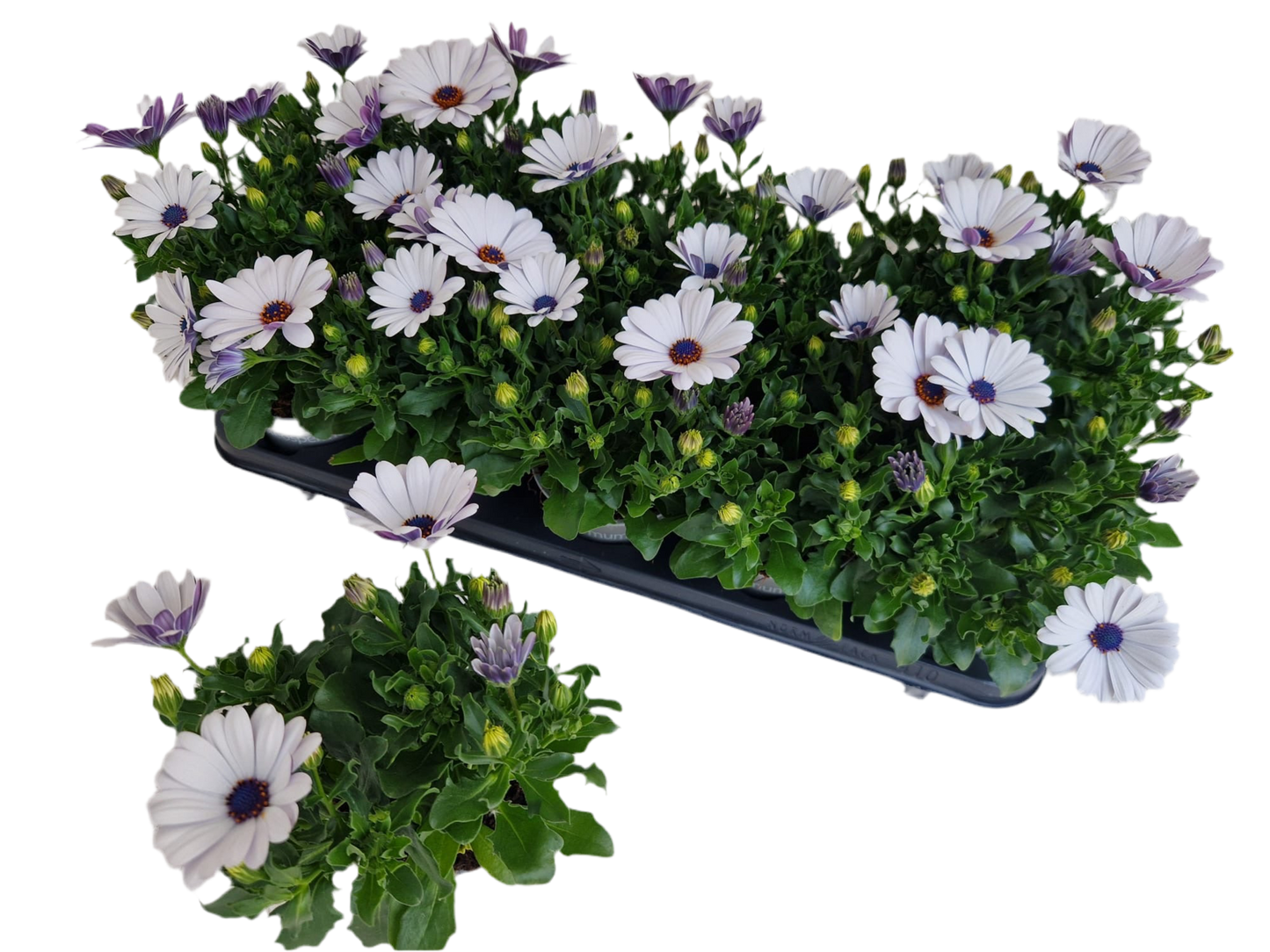 Per 5 stuks Osteospermum of Spaanse margriet wit (potmaat 10.5)