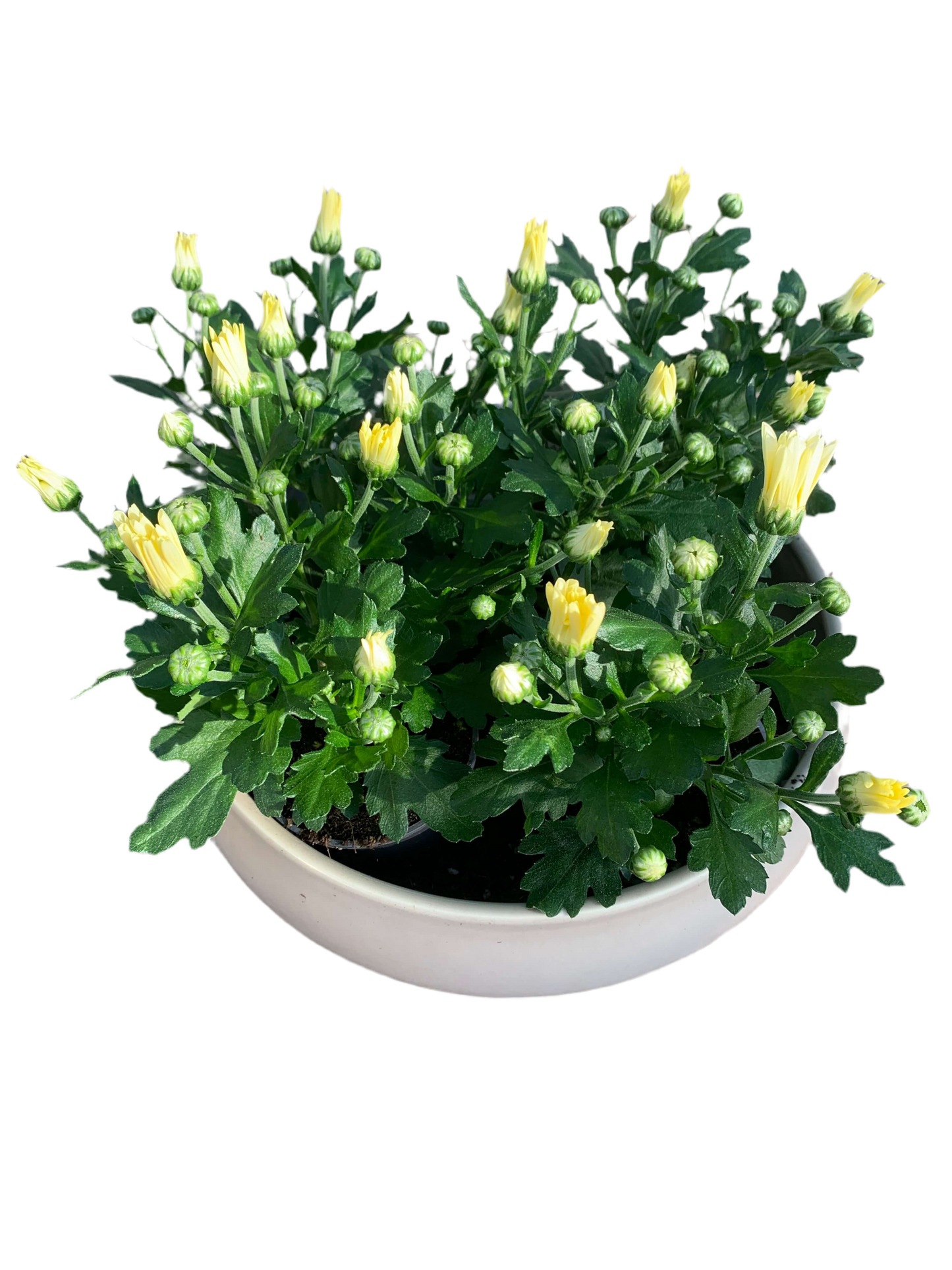 Per 5 stuks pot chrysanten (wit) 9cm pot