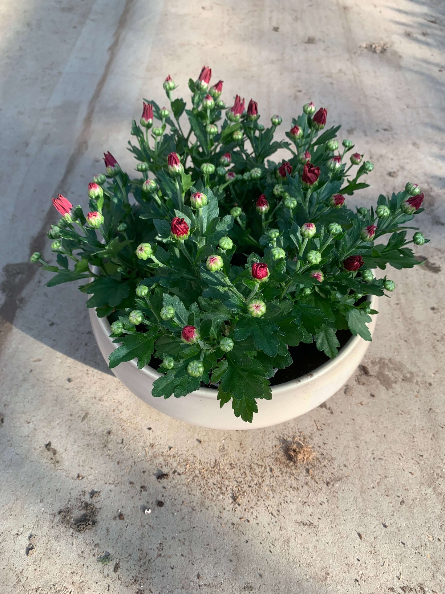 Per 5 stuks pot chrysanten (rood) 9cm pot