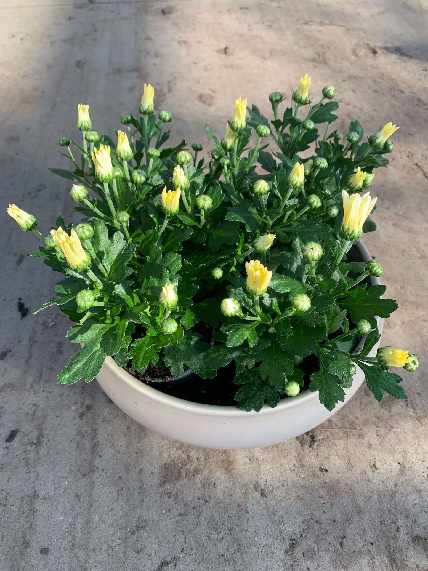 Per 5 stuks pot chrysanten (wit) 9cm pot