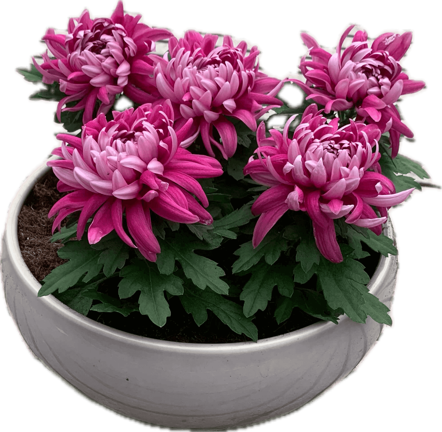 Per 5 stuks! Pluischrysant/ paars 9 cm pot