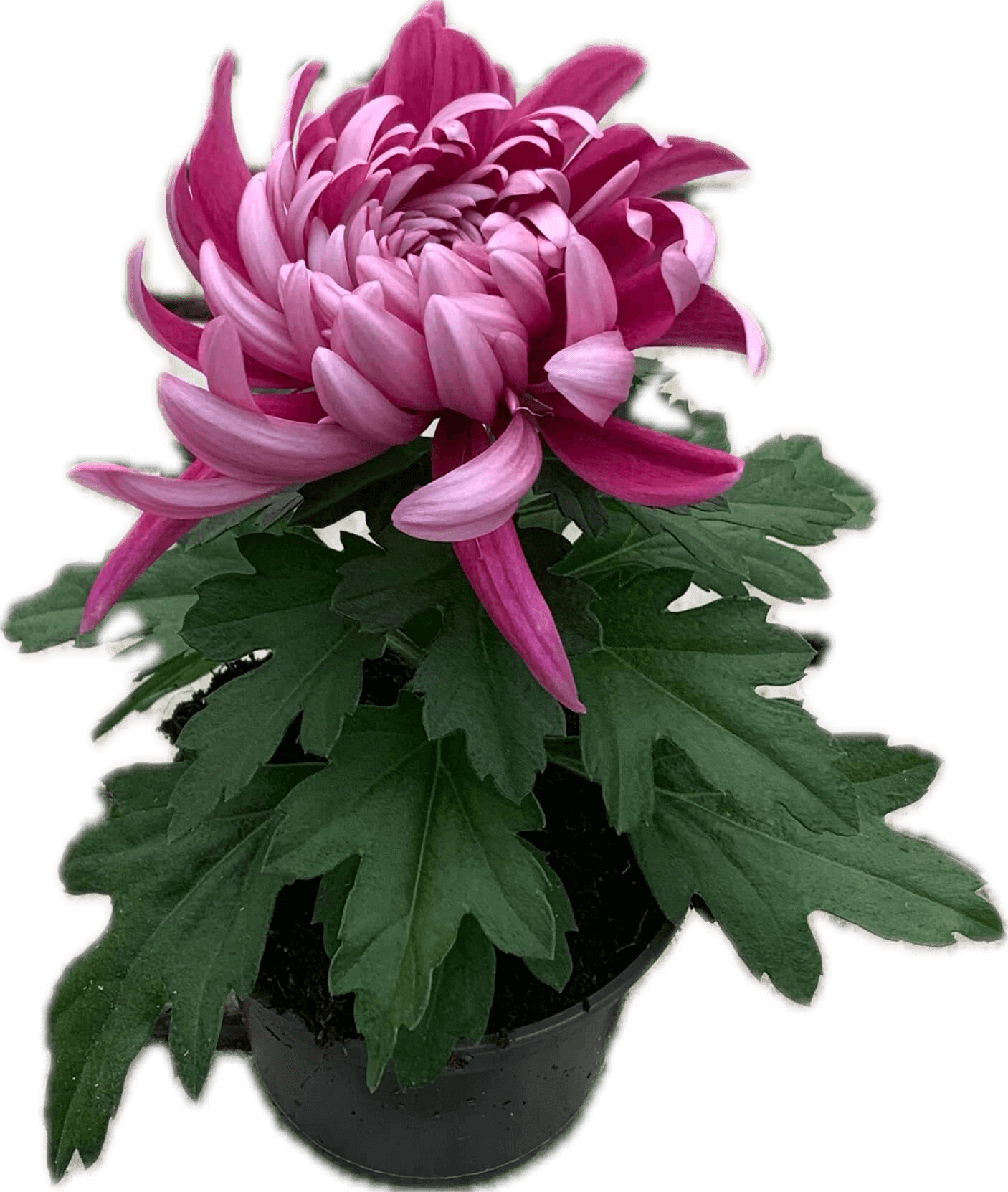 Per 5 stuks! Pluischrysant/ paars 9 cm pot