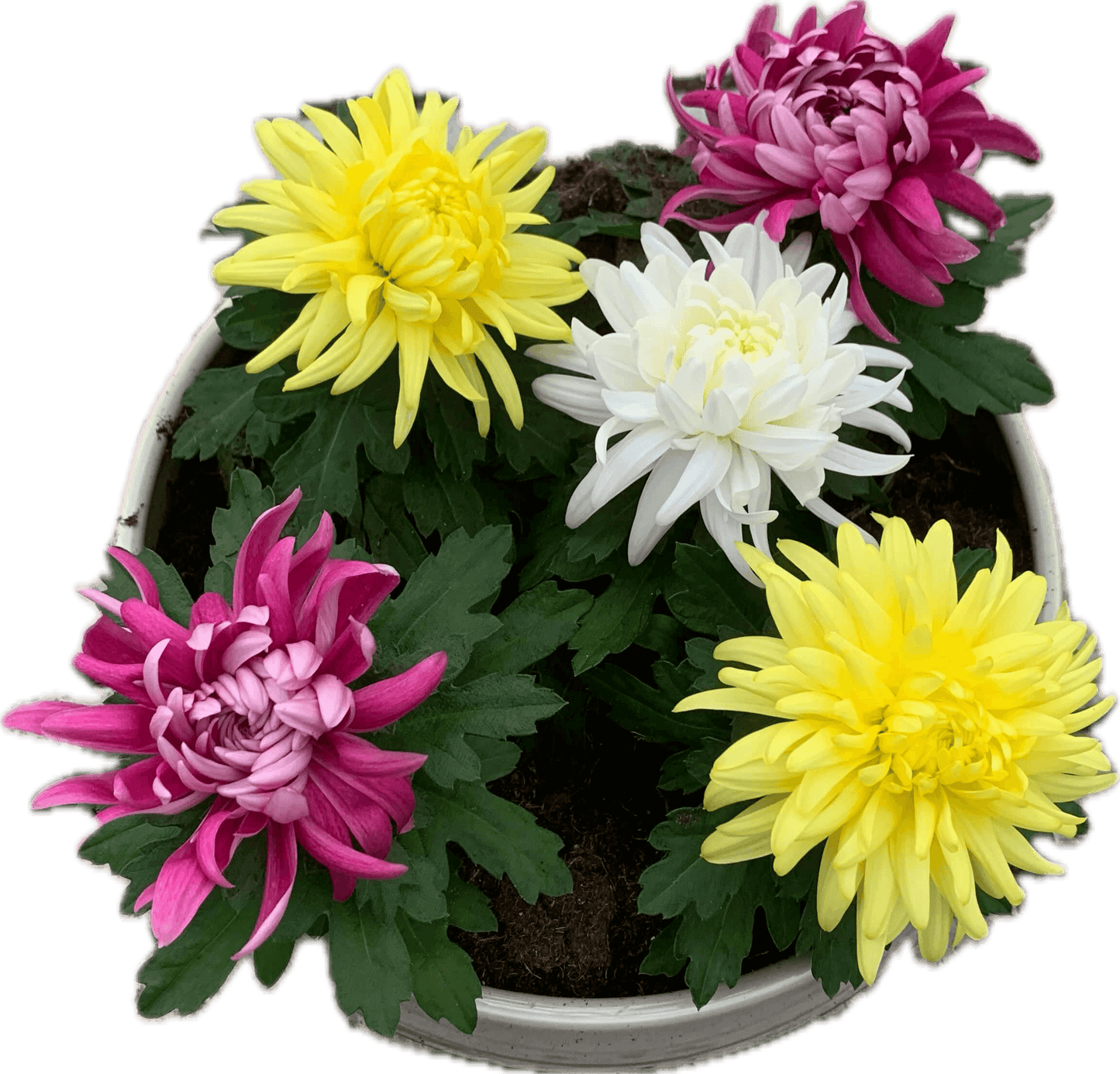 Per 5 stuks! Pluischrysant/ mix van kleuren 9 cm pot