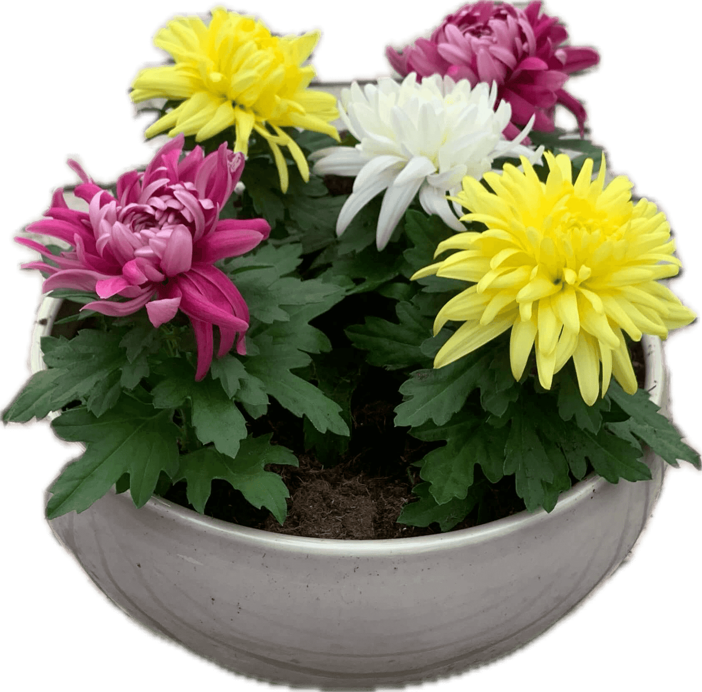 Per 5 stuks! Pluischrysant/ mix van kleuren 9 cm pot