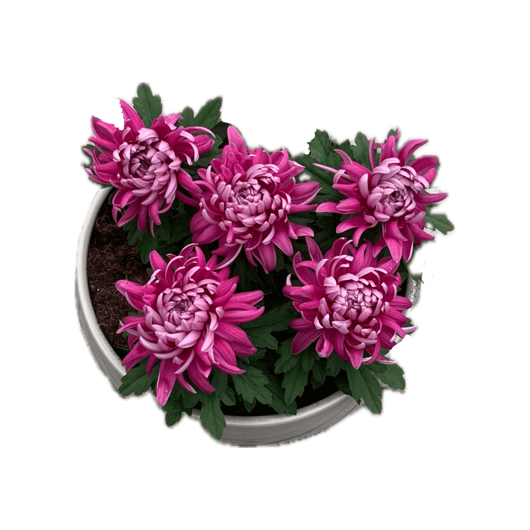 Per 5 stuks! Pluischrysant/ paars 9 cm pot