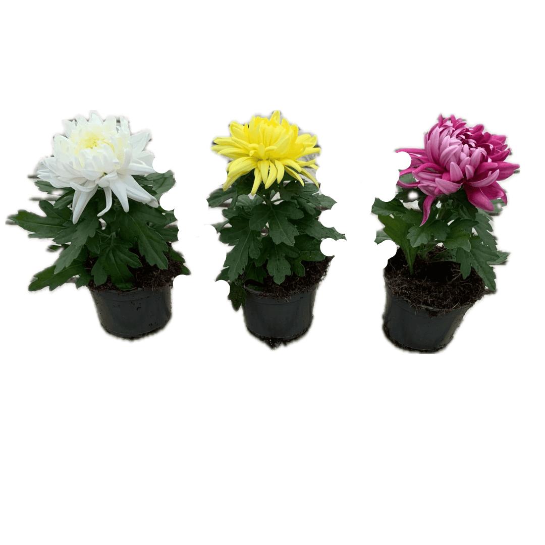Per 5 stuks! Pluischrysant/ mix van kleuren 9 cm pot