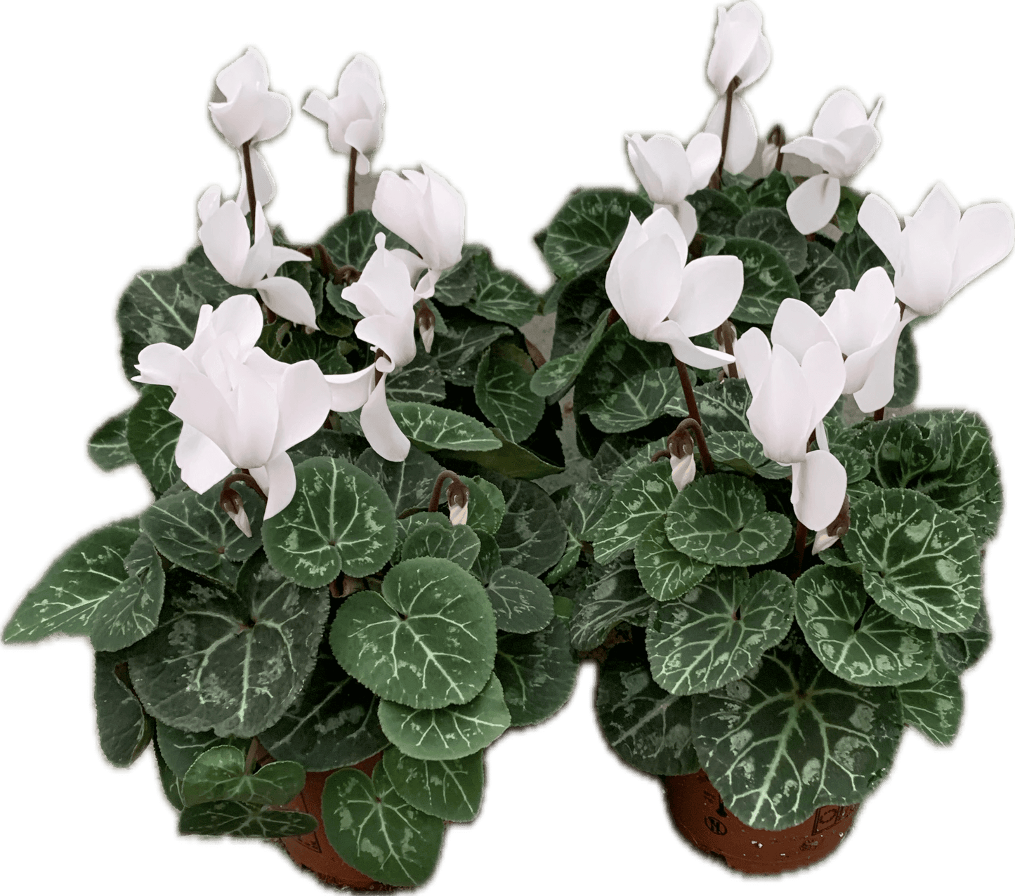 Per 4 stuks! Cyclaam (Cyclaam patio 'wit') potmaat 11cm