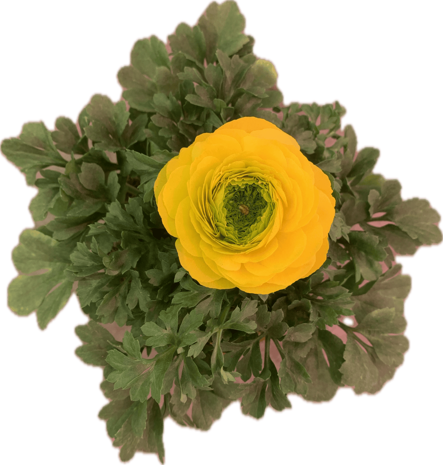 Per 4 stuks Ranonkel geel (Ranunculus asiaticus) potmaat 11cm