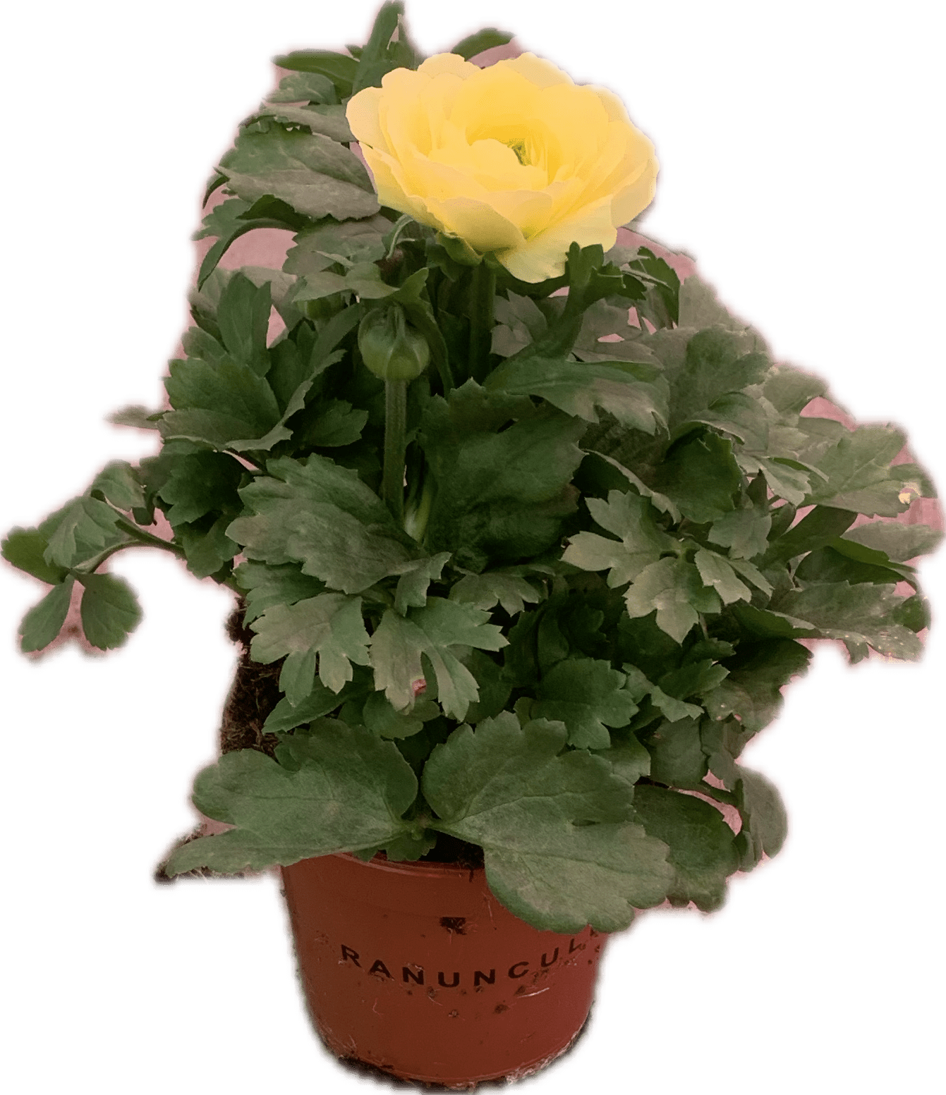 Per 4 stuks Ranonkel licht geel (Ranunculus asiaticus) potmaat 11cm