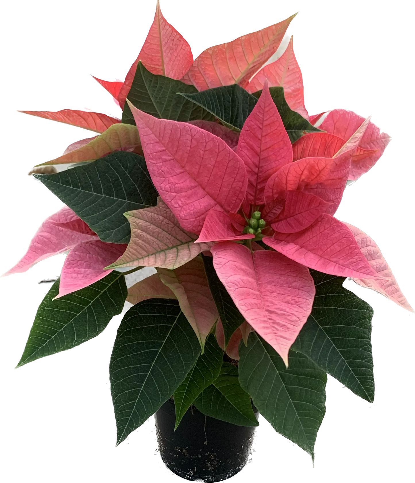 Per 4 stuks, Kerstster (Euphorbia Princettia 'Mars roze') potmaat 11cm
