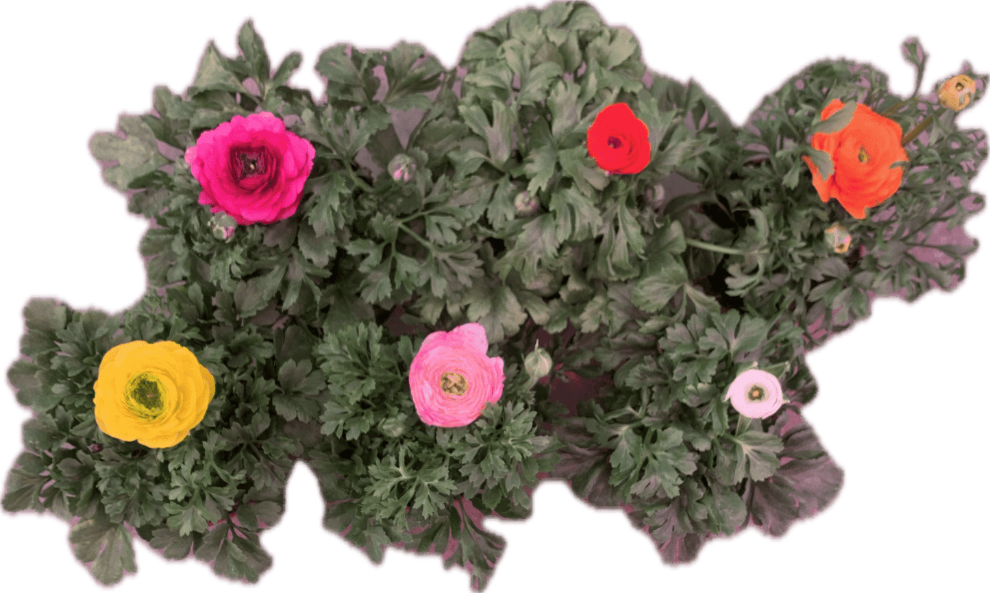 Per 4 stuks Ranonkel Mix kleuren (Ranunculus asiaticus) potmaat 11cm