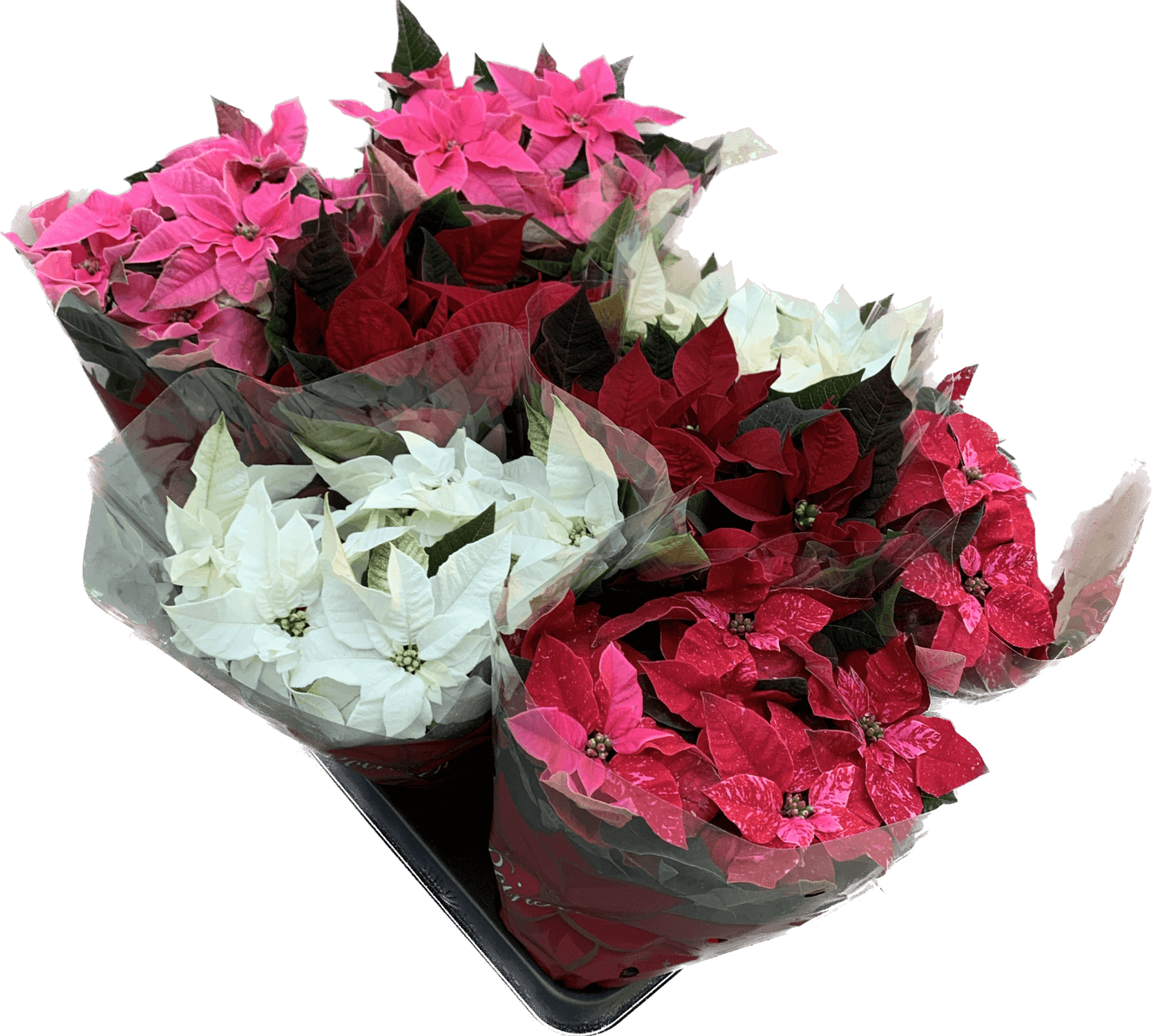 Per 4 stuks, Kerstster (Euphorbia Princettia 'mix van kleuren') potmaat 11cm