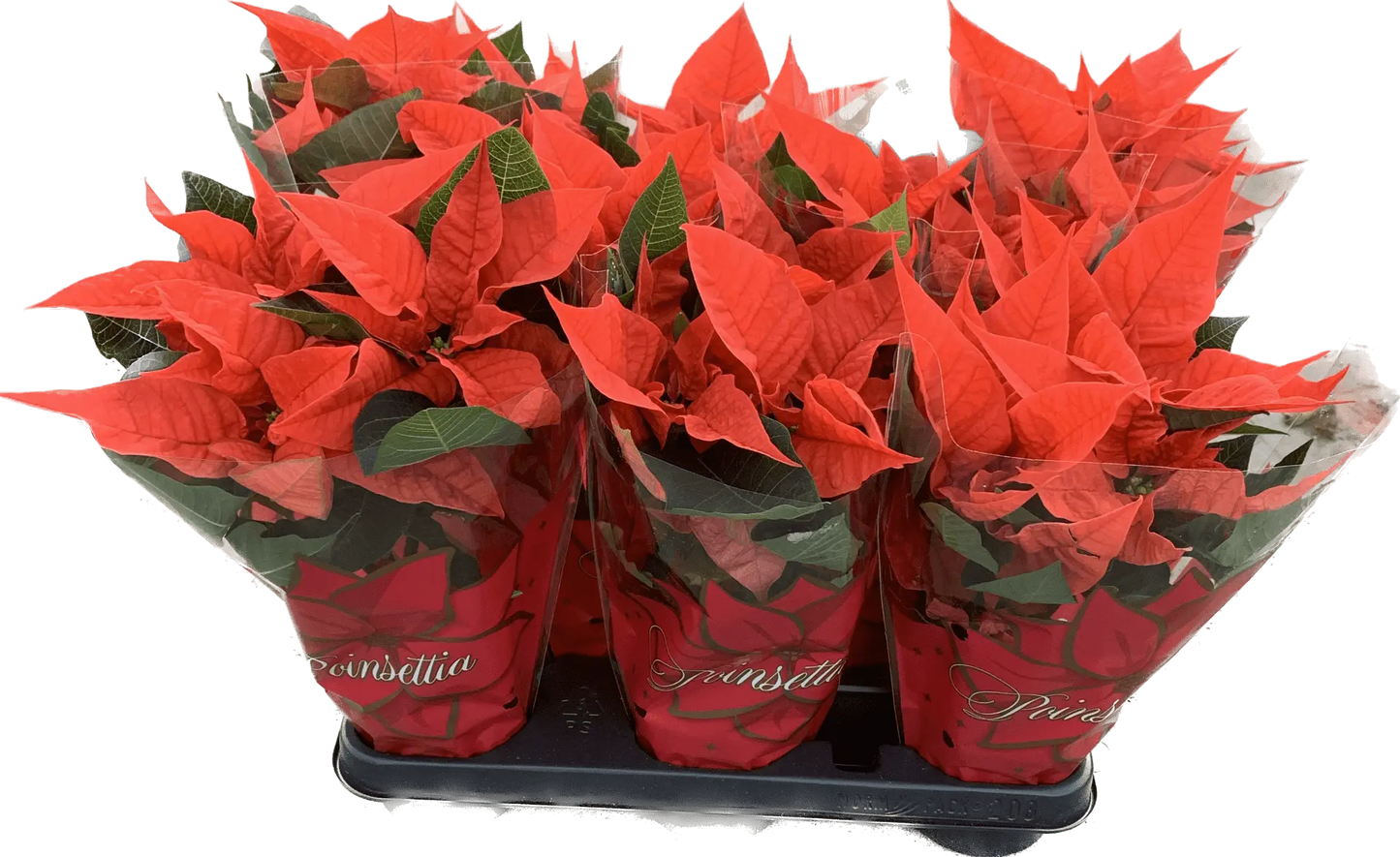 Per 4 stuks, Kerstster (Euphorbia Princettia 'oranje') potmaat 11cm