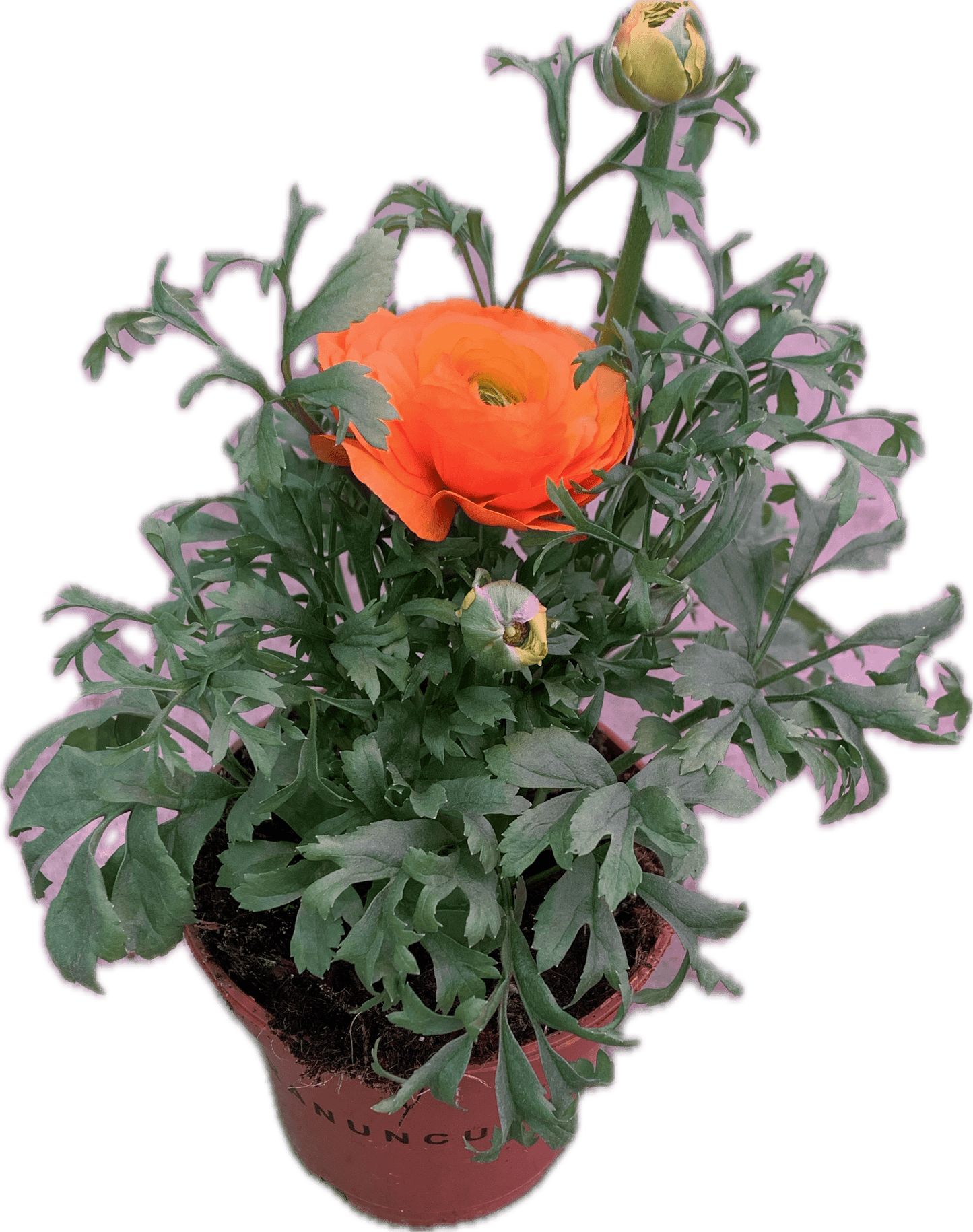 Per 4 stuks Ranonkel oranje (Ranunculus asiaticus) potmaat 11cm
