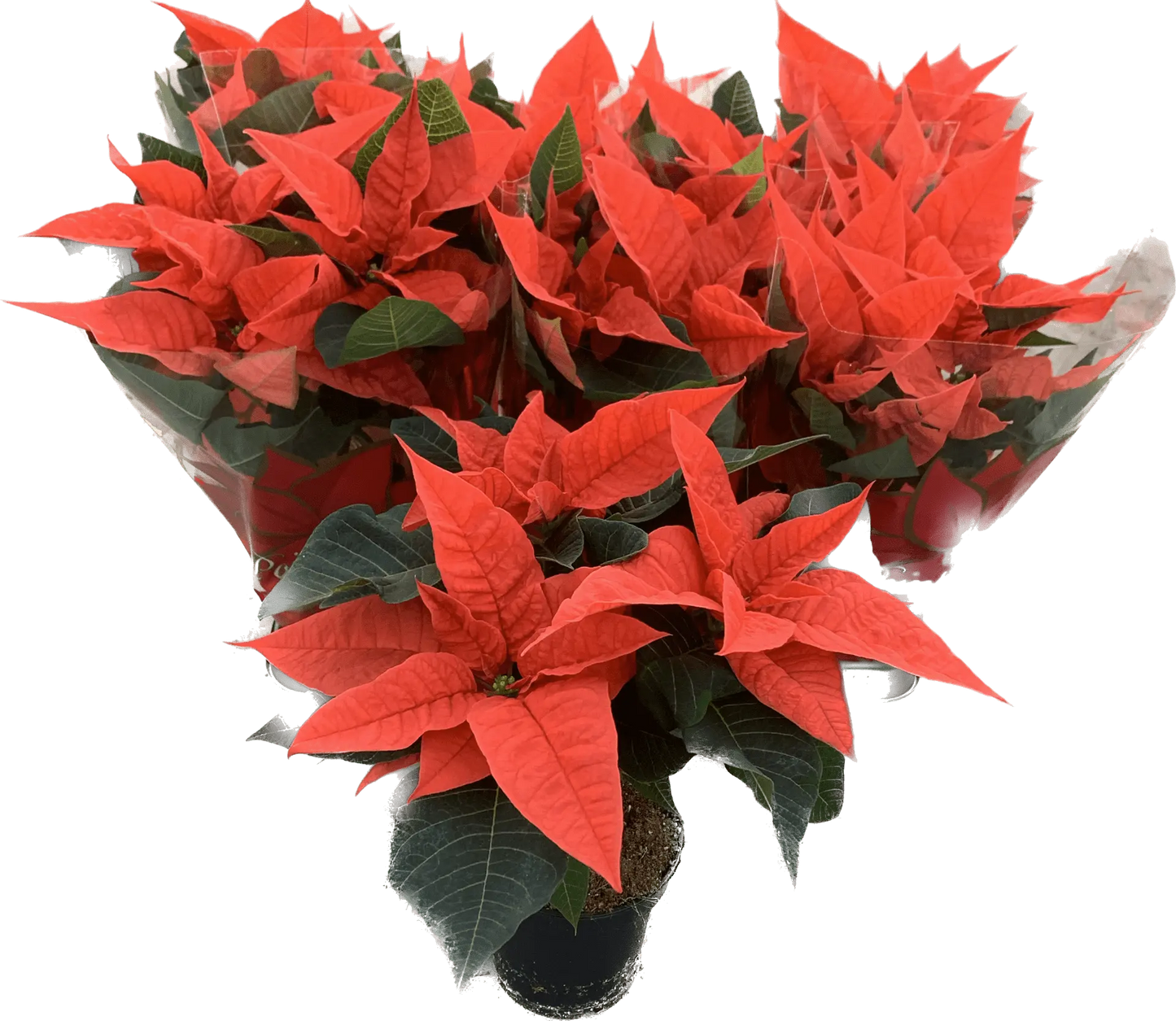 Per 4 stuks, Kerstster (Euphorbia Princettia 'oranje') potmaat 11cm