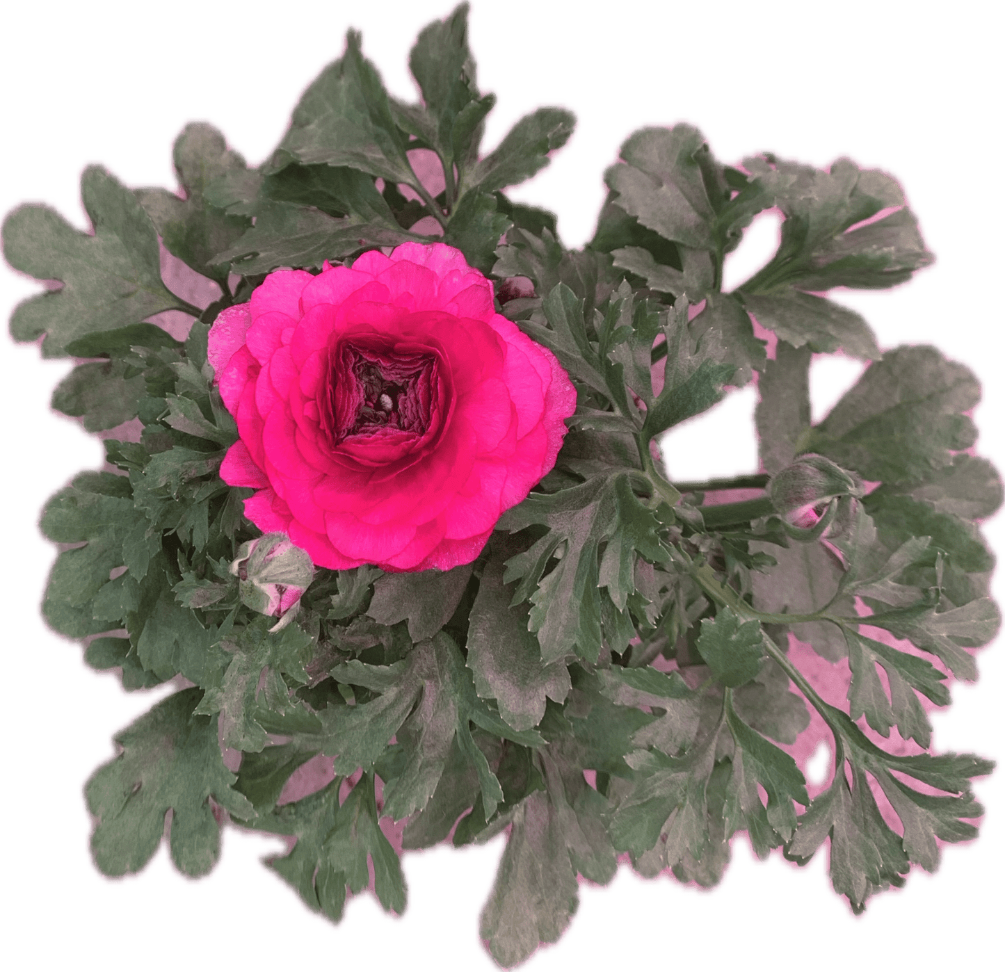 Per 4 stuks Ranonkel paars (Ranunculus asiaticus) potmaat 11cm