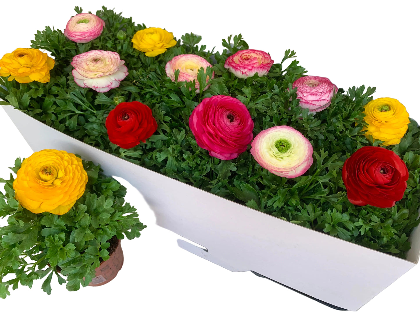 Per 4 stuks Ranonkel Mix kleuren (Ranunculus asiaticus) potmaat 11cm