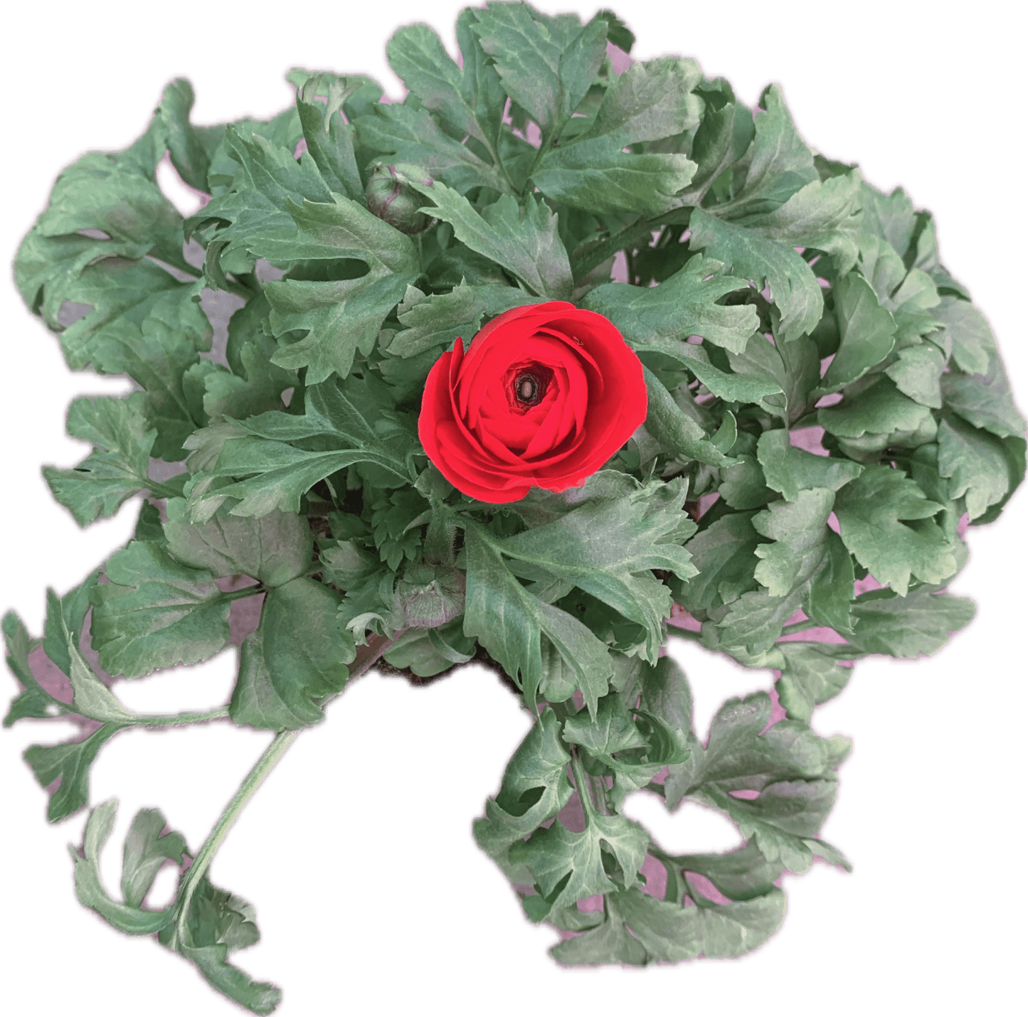 Per 4 stuks Ranonkel rood (Ranunculus asiaticus) potmaat 11cm