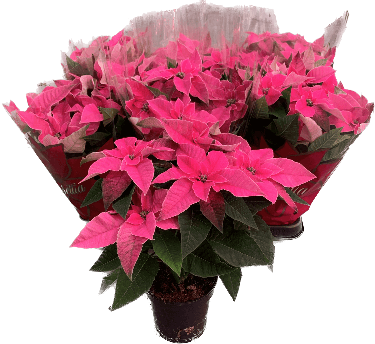 Per 4 stuks, Kerstster (Euphorbia Princettia 'roze') potmaat 11cm
