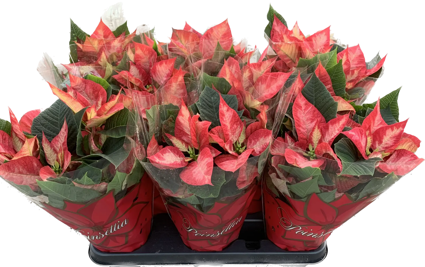 Per 4 stuks, Kerstster (Euphorbia Princettia 'Ice Crystal') potmaat 11cm