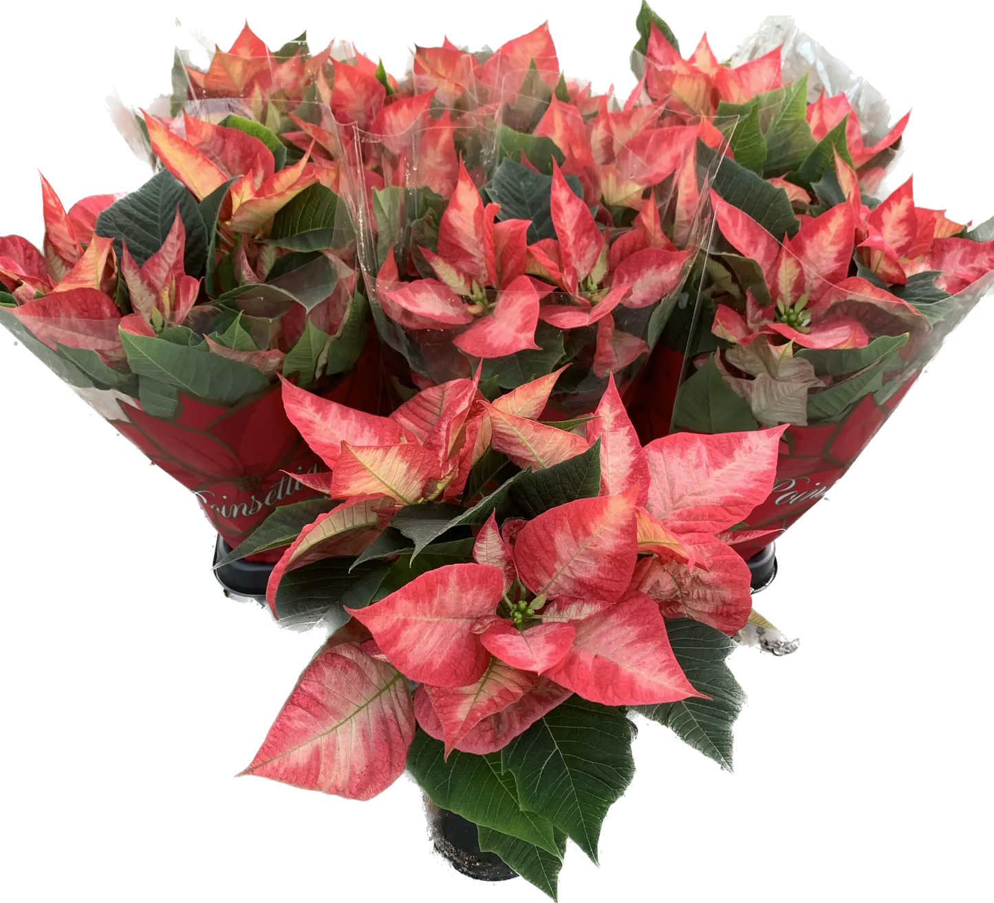 Per 4 stuks, Kerstster (Euphorbia Princettia 'Ice Crystal') potmaat 11cm