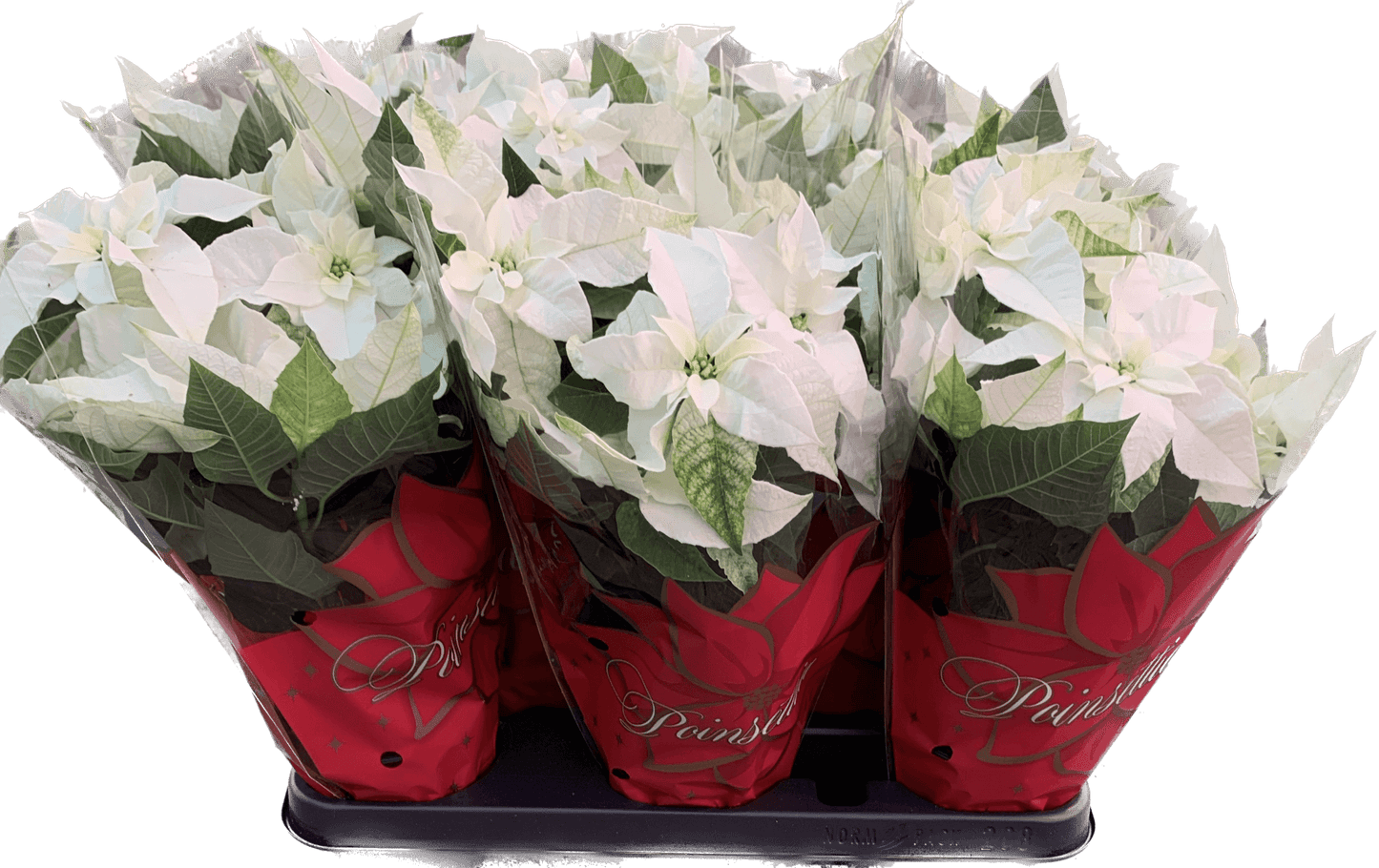 Per 4 stuks, Kerstster (Euphorbia Princettia 'wit') potmaat 11cm