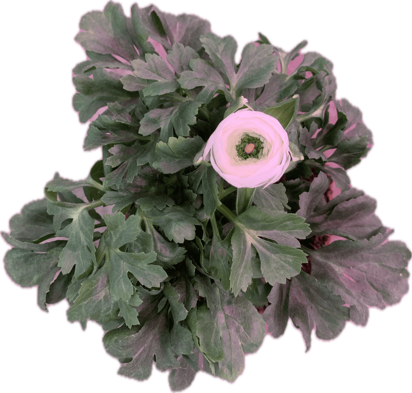 Per 4 stuks Ranonkel wit (Ranunculus asiaticus) potmaat 11cm