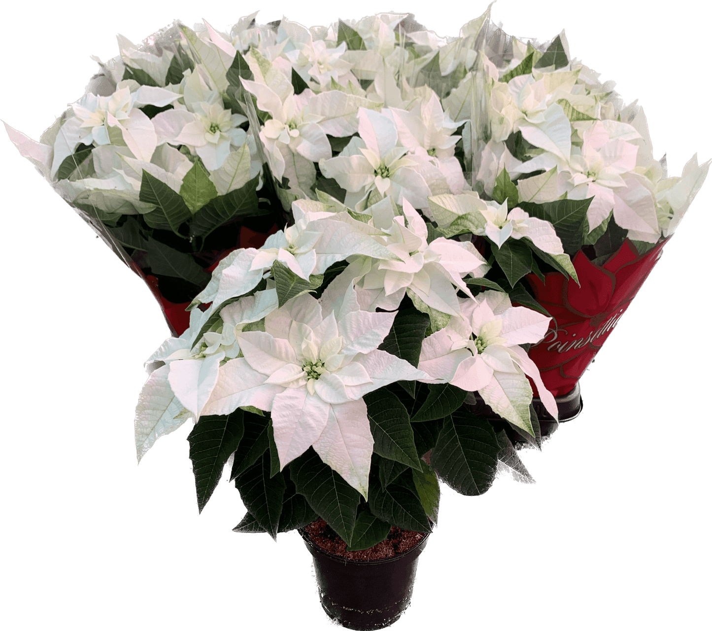 Per 4 stuks, Kerstster (Euphorbia Princettia 'wit') potmaat 11cm