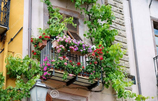 Balkonplanten verzorgen tijdens vakantie | Tips voor hanggeraniums