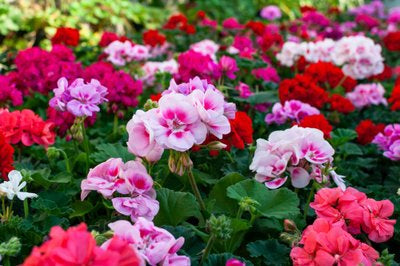 Bloeiende potplanten verzorgen: tips voor meer bloemen