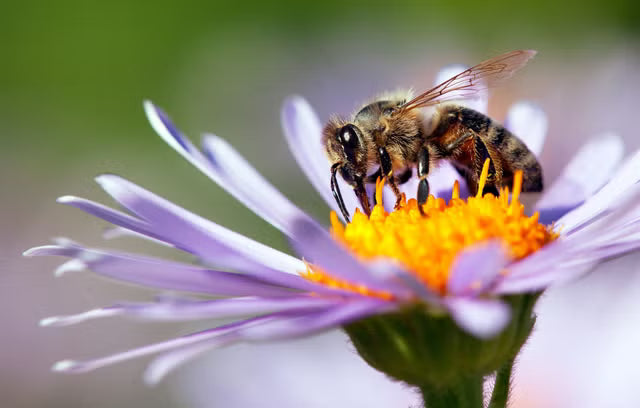 Waarom bij-vriendelijke planten belangrijk zijn voor biodiversiteit 🌿🐝