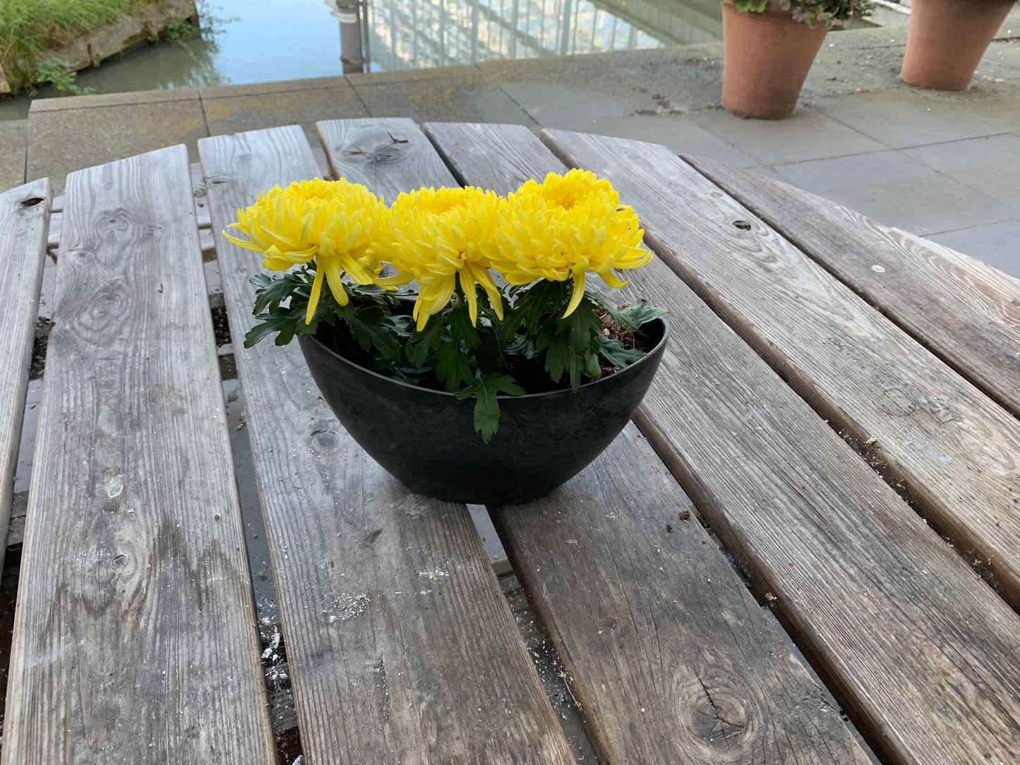 Plantenbakje gevuld met 3 pluis chrysanten.