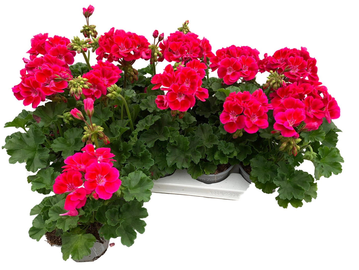 Per 5 stuks Geraniums (zonale) paars tango potmaat 11cm