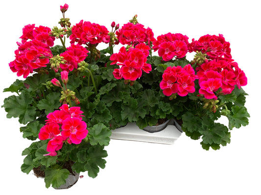 Per 5 stuks Geraniums (zonale) paars tango potmaat 11cm