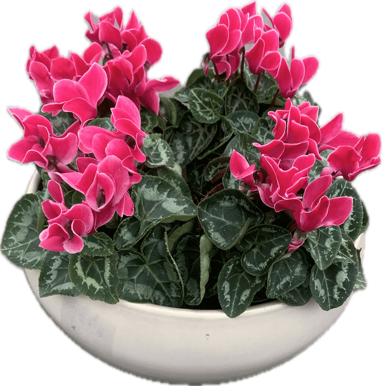 Per 4 stuks! Cyclaam (Cyclaam patio 'roze met wit randje') potmaat 11cm