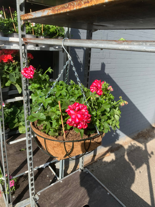 Planten hangmand! Inclusief geraniums naar keuze