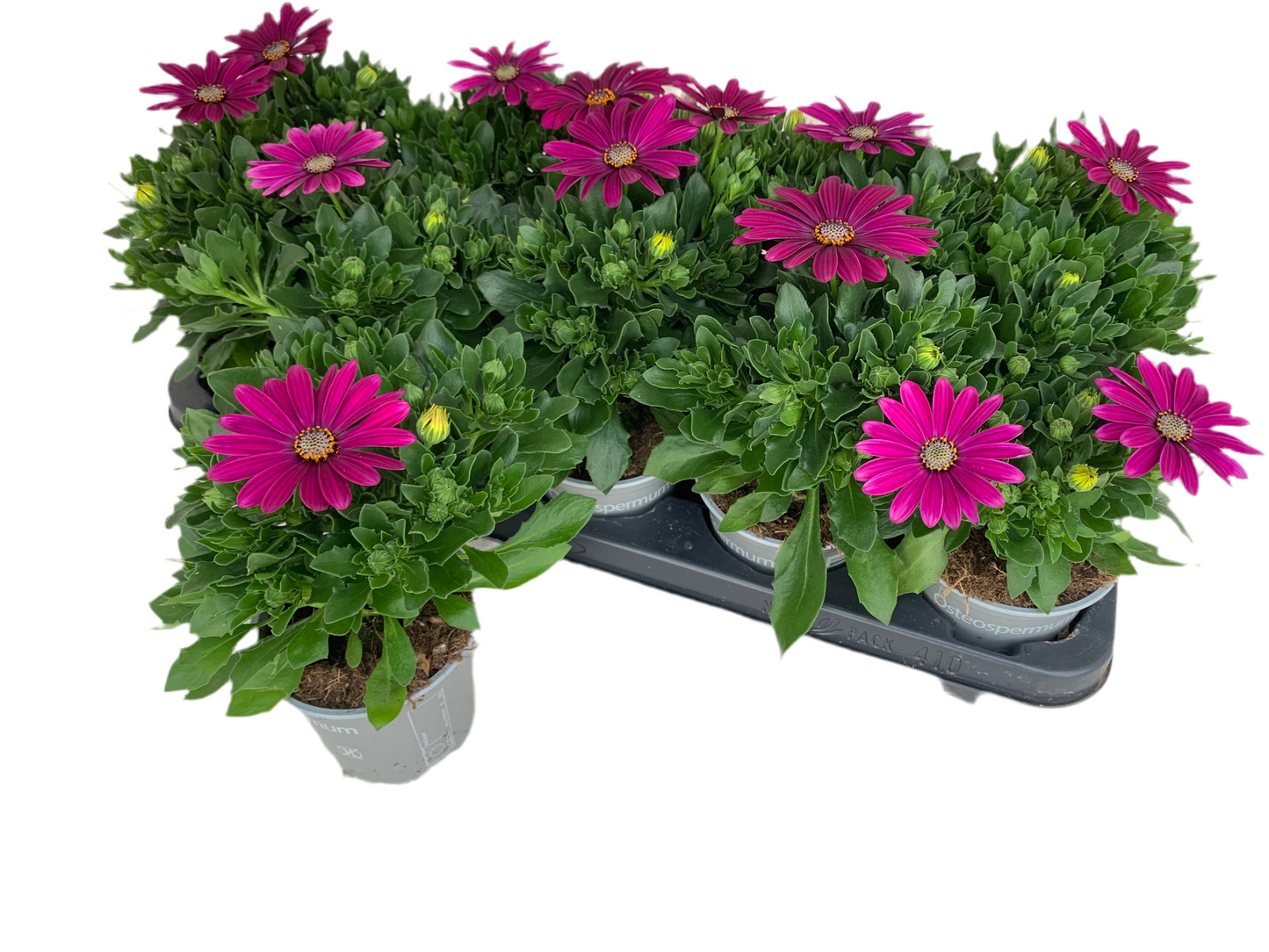 Per 5 stuks Osteospermum of Spaanse margriet paars (potmaat 10.5)