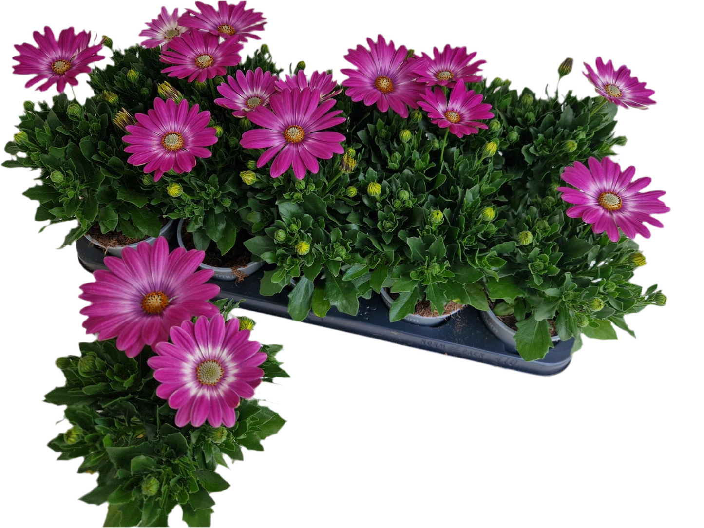 Per 5 stuks Osteospermum of Spaanse margriet roze (potmaat 10.5)