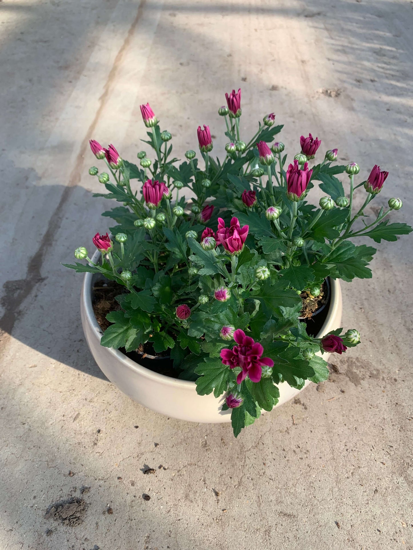 Per 5 stuks pot chrysanten (paars) 9cm pot