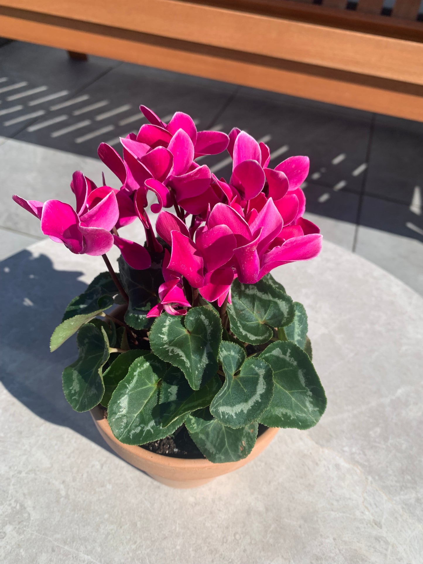 🌸 Prachtige cyclaam in terracotta keramieken pot – direct klaar om neer te zetten!