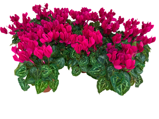Per 4 stuks! Cyclaam (Cyclaam patio 'paars') potmaat 11cm