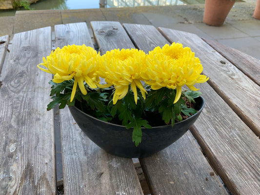 Plantenbakje gevuld met 3 pluis chrysanten.