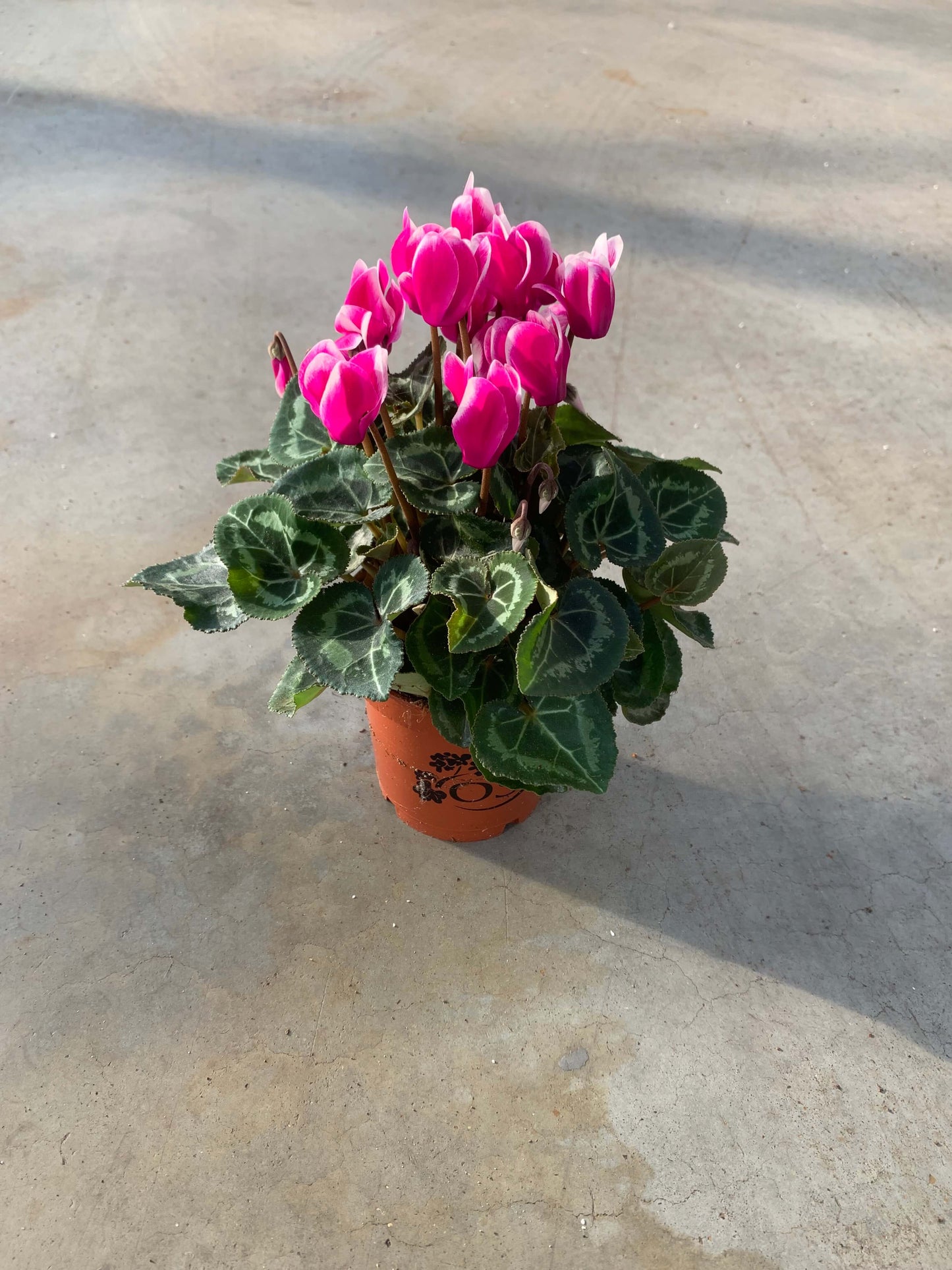 Per 4 stuks! Cyclaam (Cyclaam patio 'paars wit') potmaat 11cm