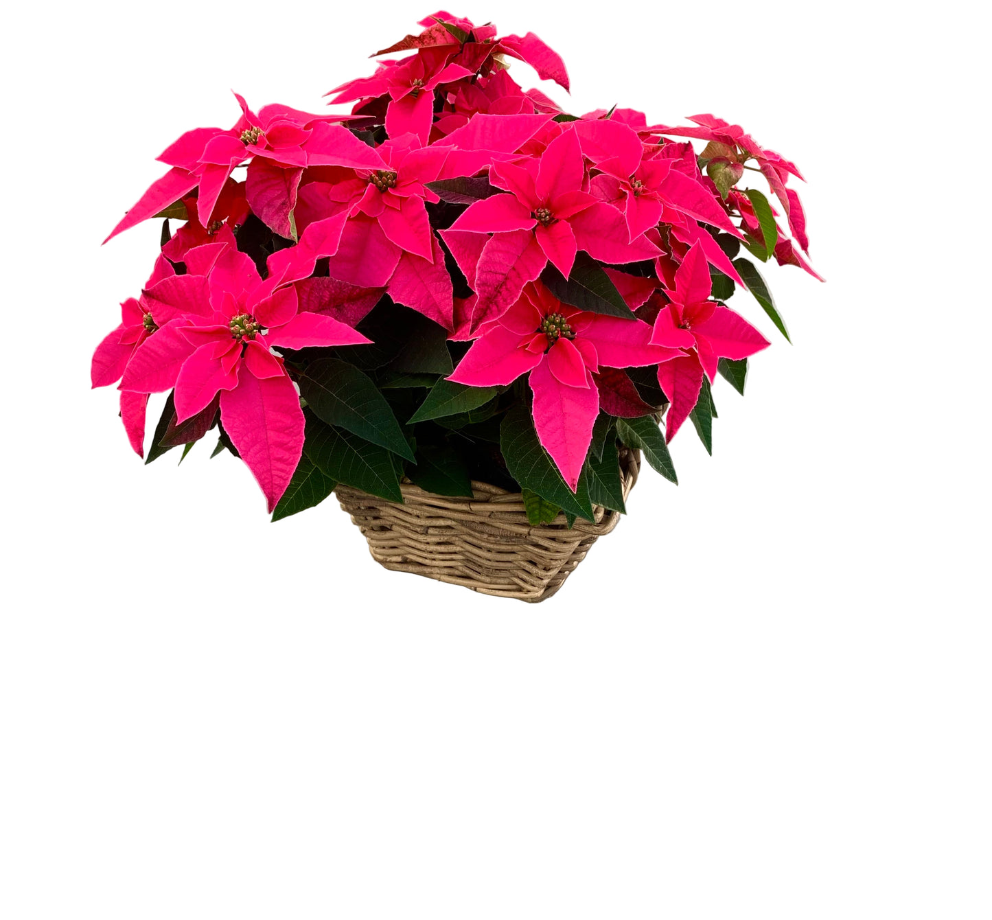 Plantenmandje gevuld met kerststerren naar keuze!