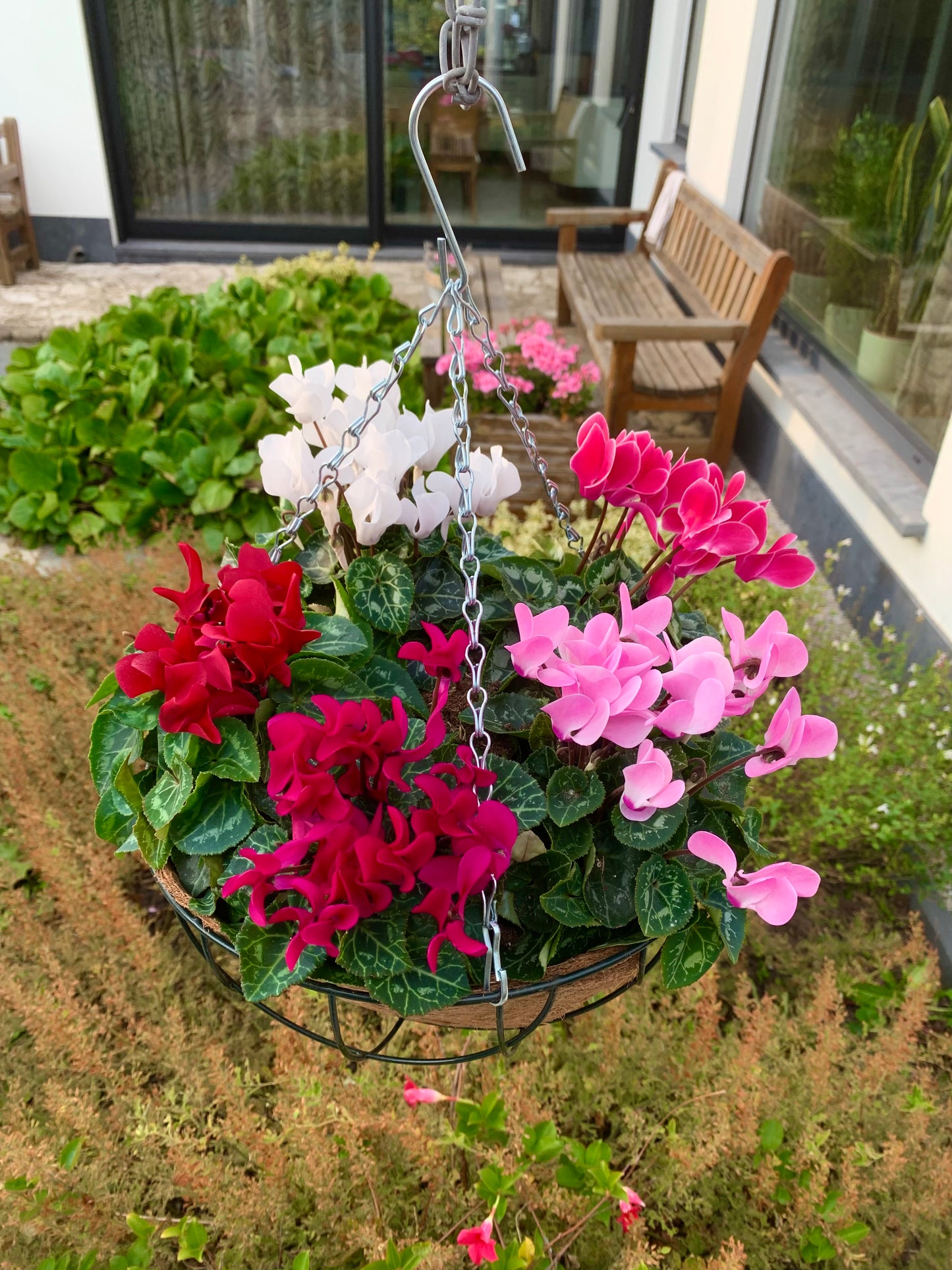 Planten hangmand! Met cyclamen naar keuze