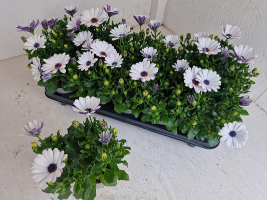 Per 5 stuks Osteospermum of Spaanse margriet wit (potmaat 10.5)