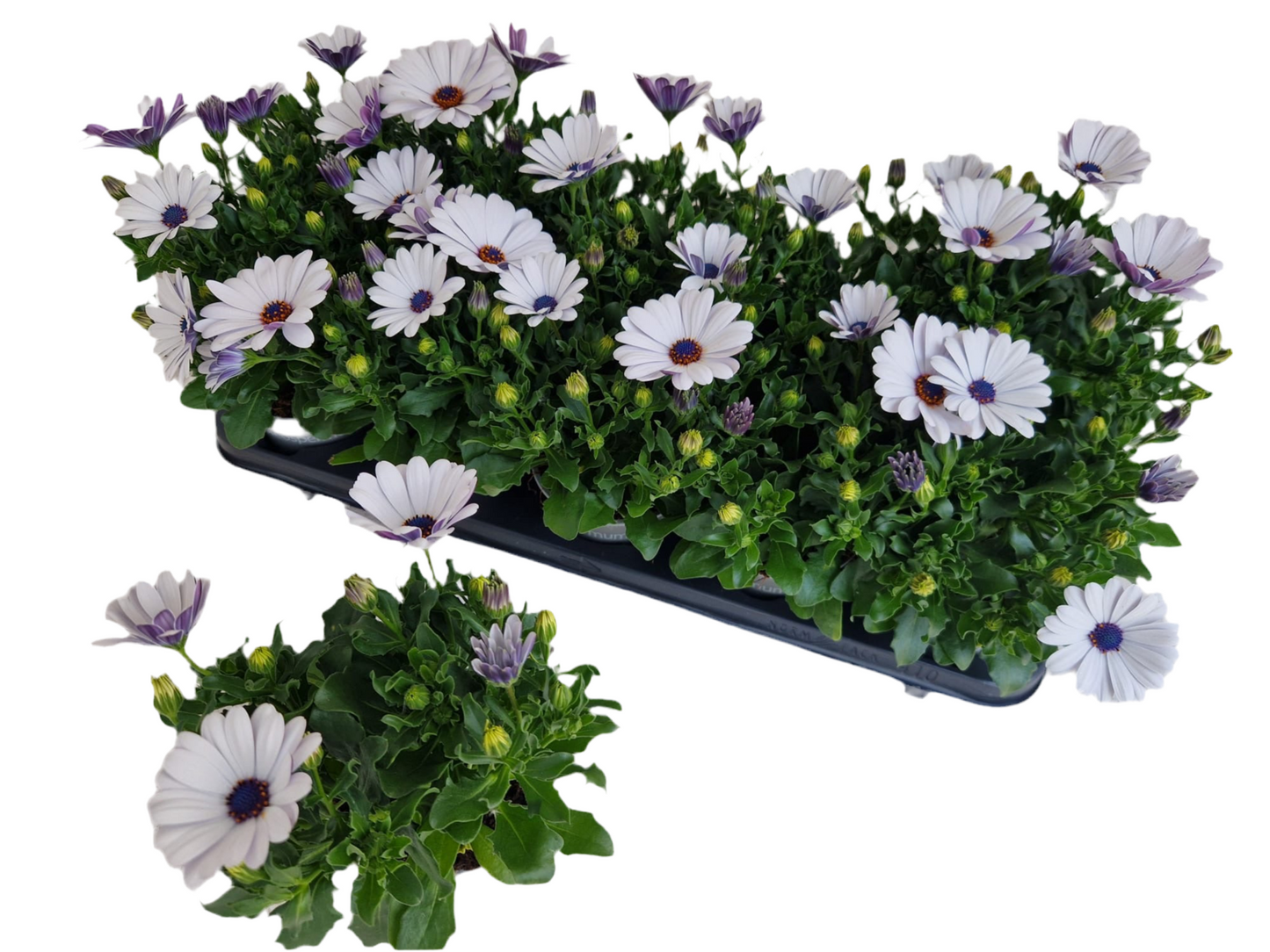 Per 5 stuks Osteospermum of Spaanse margriet wit (potmaat 10.5)