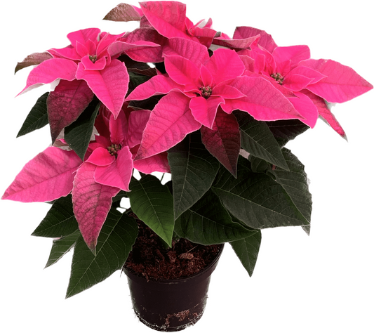 Per 4 stuks, Kerstster (Euphorbia Princettia 'roze') potmaat 11cm